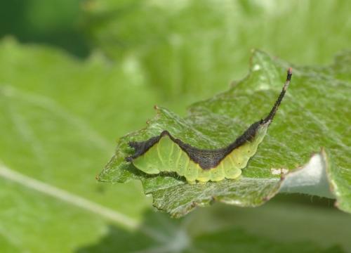 Réf. 206 421 : Cerura vinula